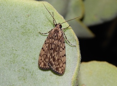 Sommeria meridionalis