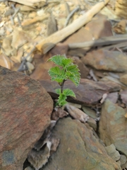 Betula