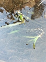 Vallisneria australis