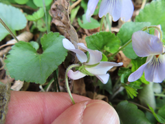 Viola grypoceras