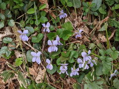 Viola grypoceras