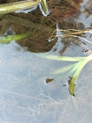 Vallisneria australis