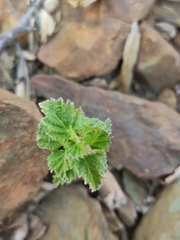 Betula