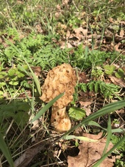 Morchella esculenta