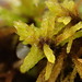 Blandow's Bog Moss - Photo (c) Stefan Gey, some rights reserved (CC BY-NC), uploaded by Stefan Gey
