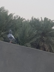 Columba livia domestica