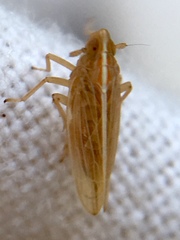 Stenocranus minutus