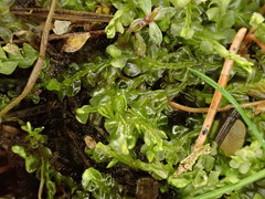 Chiloscyphus pallescens