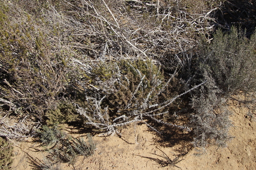 Image of Muraltia ononidifolia by (c) Tony Rebelo, some rights reserved (CC BY-SA)