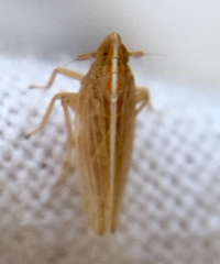 Stenocranus minutus