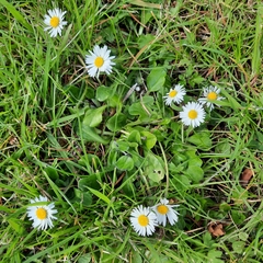 Bellis perennis