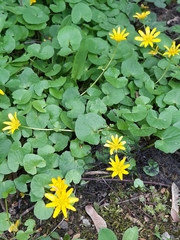 Ficaria verna