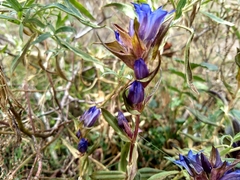 Gentiana spathacea