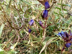 Gentiana spathacea