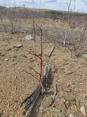 Betula
