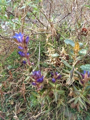 Gentiana spathacea