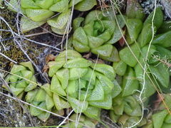 Haworthia turgida