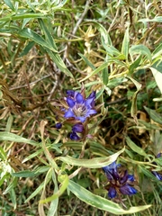Gentiana spathacea