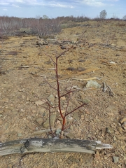 Betula