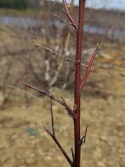 Betula
