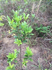 Machilus breviflora