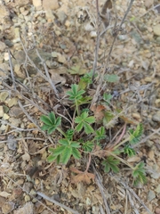 Potentilla