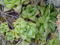 Haworthia turgida