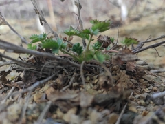 Potentilla