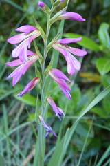 Gladiolus illyricus