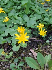 Ficaria verna