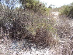 Lampranthus tenuifolius