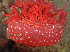 Cribrinopsis albopunctata