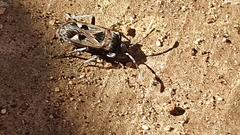 Caprochromus moerens