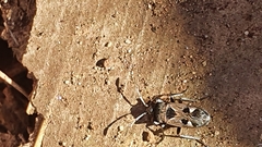 Caprochromus moerens