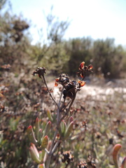 Lampranthus tenuifolius