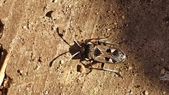Caprochromus moerens