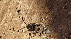 Caprochromus moerens