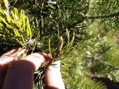 Pinus nelsonii