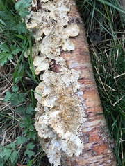 Fungi