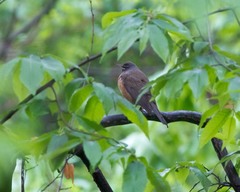 Turdus obscurus