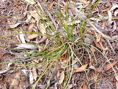 Lomandra juncea