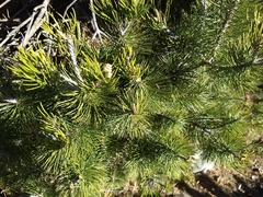 Pinus nelsonii