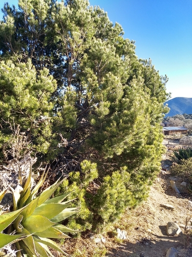 Nelson's pinyon