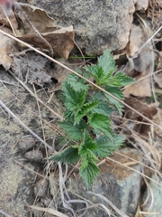 Urtica dioica