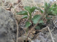 Urtica dioica