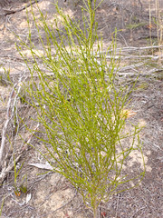 Cyanothamnus coerulescens