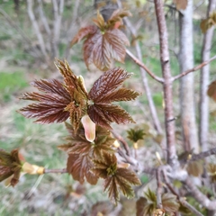 Acer pseudoplatanus