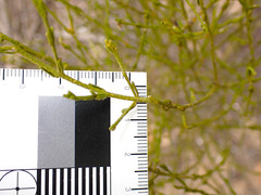Cyanothamnus coerulescens