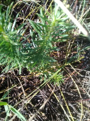 Tetraselago natalensis