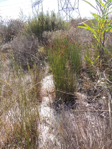 Image of Elegia nuda by (c) Jacques van der Merwe, some rights reserved (CC BY-SA)